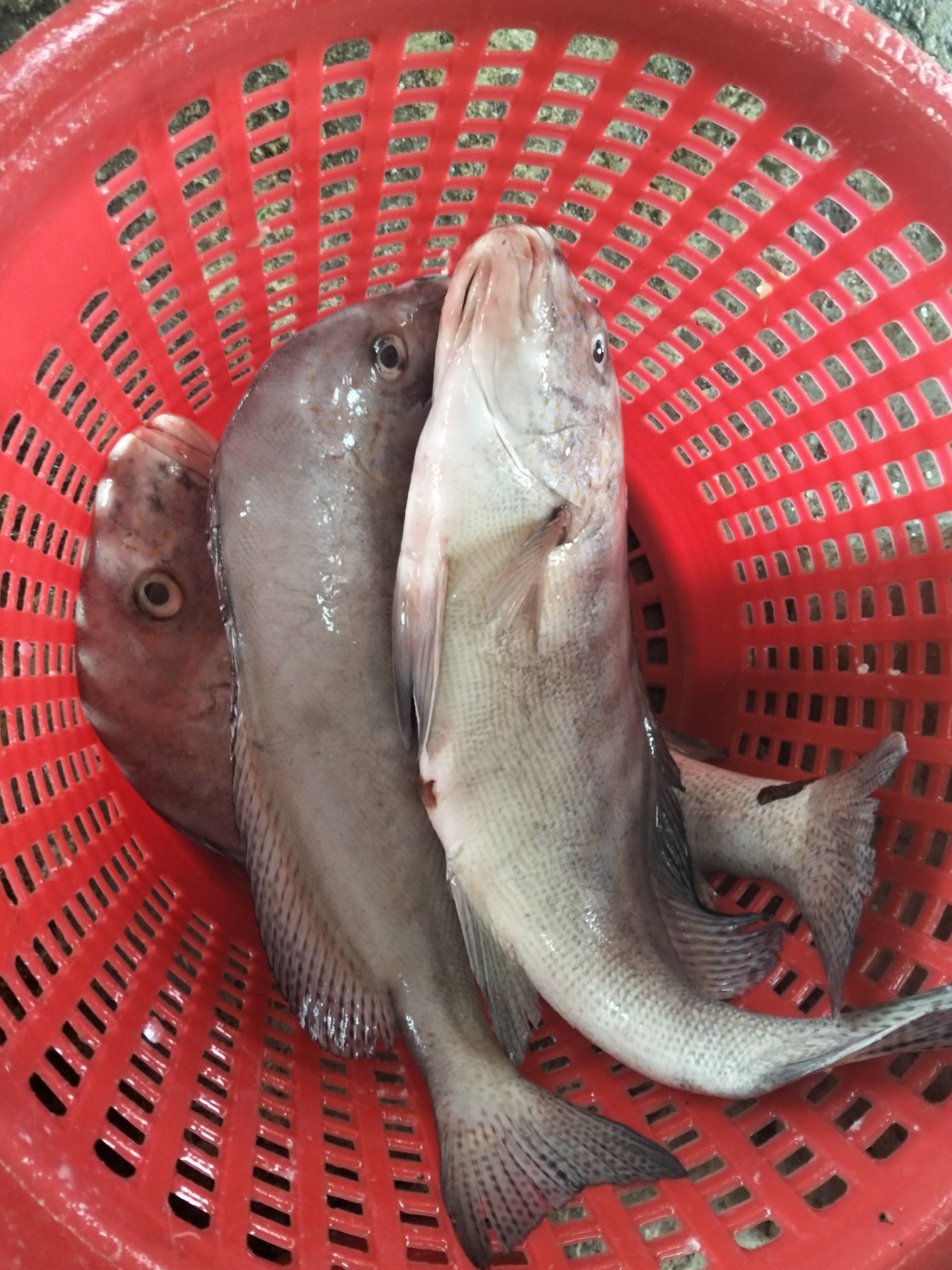 Catch photo 3