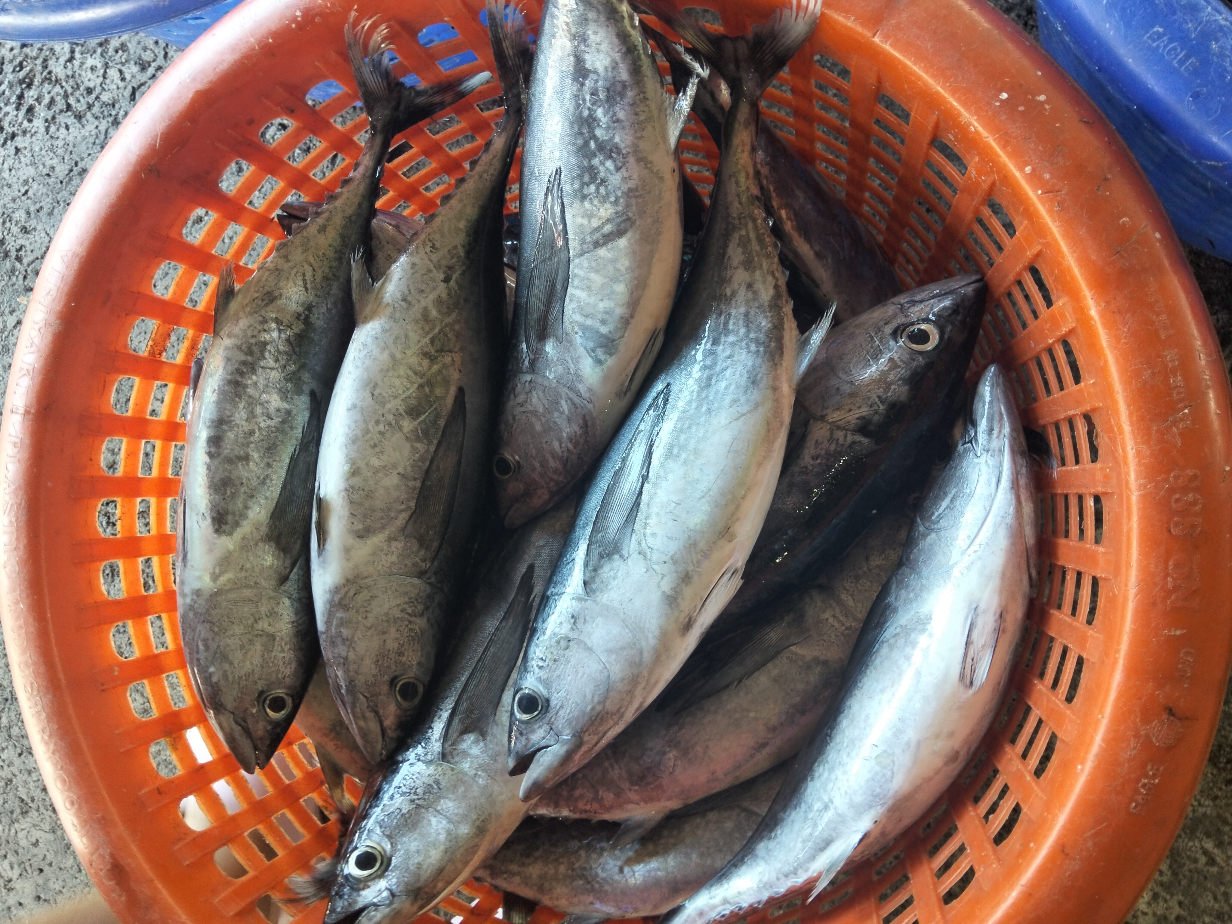 プランブリーでヨコシマサワラとコシナガマグロを仕入れ