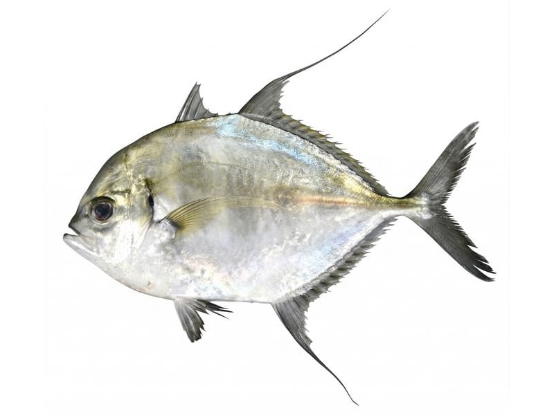 Yoroi-Aji HALF
